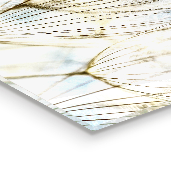 Spatscherm keuken glas Paardenbloem in de wind