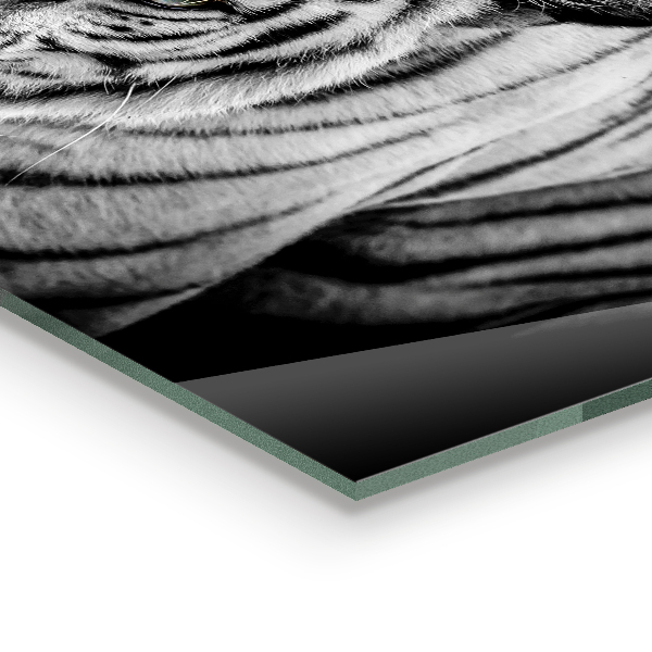 Achterwand keuken Siberische witte tijger