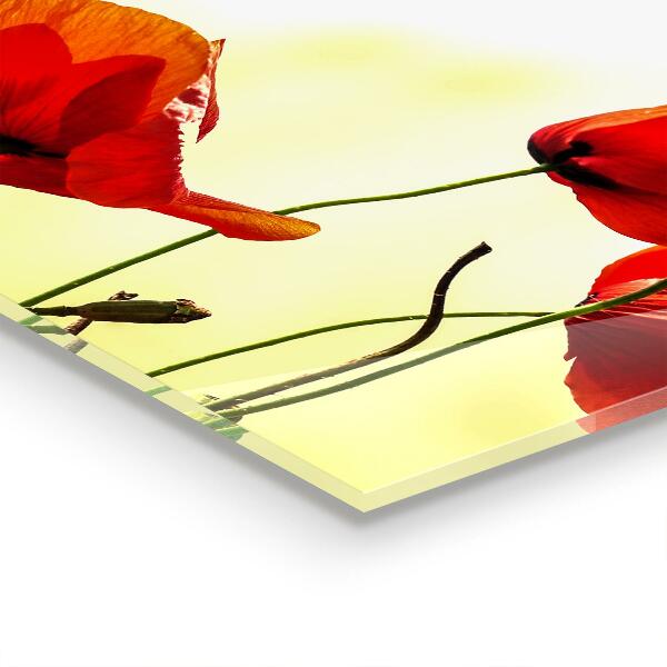 Keuken achterwand glas Veldweide met rode klaprozen