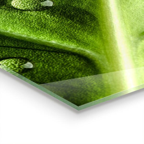 Foto achterwand keuken Blad met druppels ochtenddauw