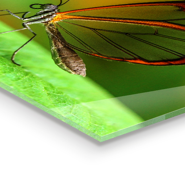 Keuken achterwand glas Vlinder op een blad