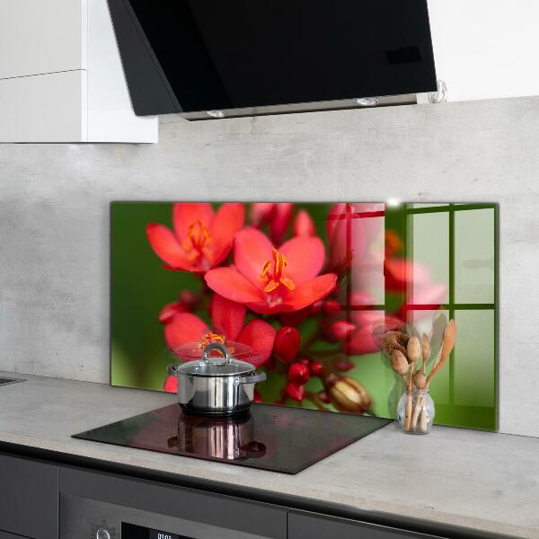 Keuken achterwand glas Bloeiende bloemknoppen