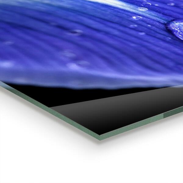 Foto achterwand keuken Paarse irisbloem