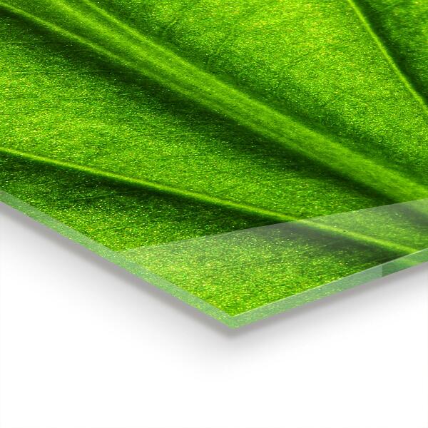 Spatplaat keuken Details van het groene blad