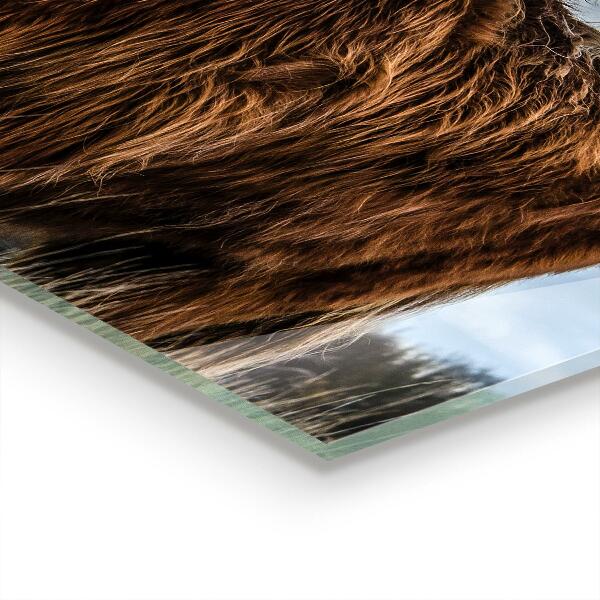 Keuken achterwand glas Hoogland Boho-koe