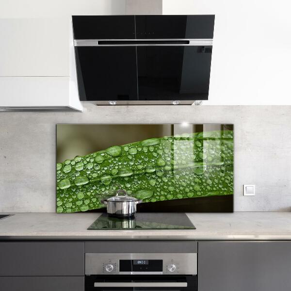Keuken achterwand glas Een groen blad na de regen