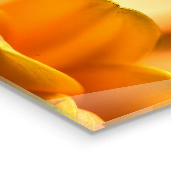 Achterwand keuken Gerbera bloem