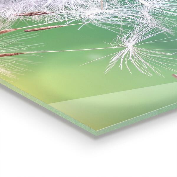 Spatplaat keuken Paardenbloem in de wind