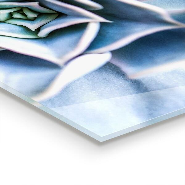 Achterwand keuken Cactus Succulent