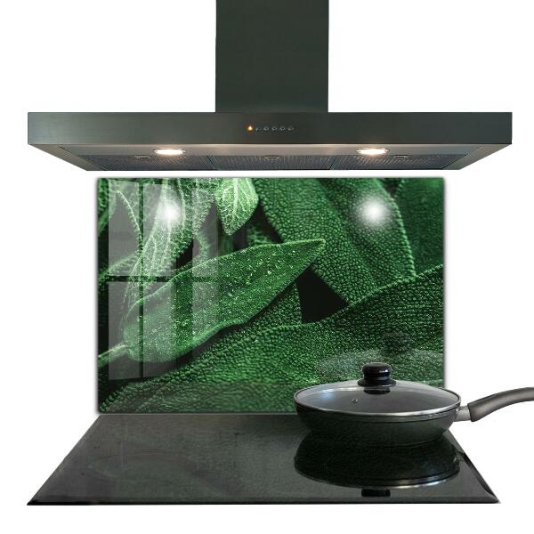 Spatscherm keuken glas Groene bladeren na de regen