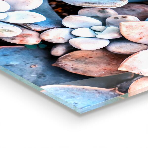 Foto achterwand keuken Kleurrijke vetplanten