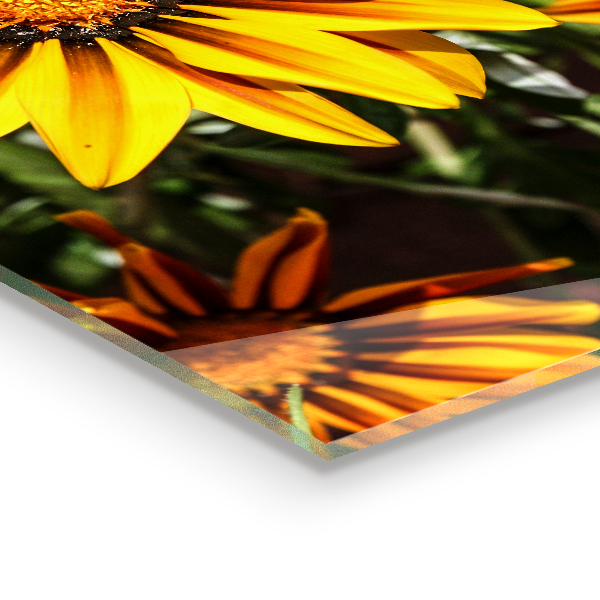 Keuken achterwand glas Gele bloem in de weide