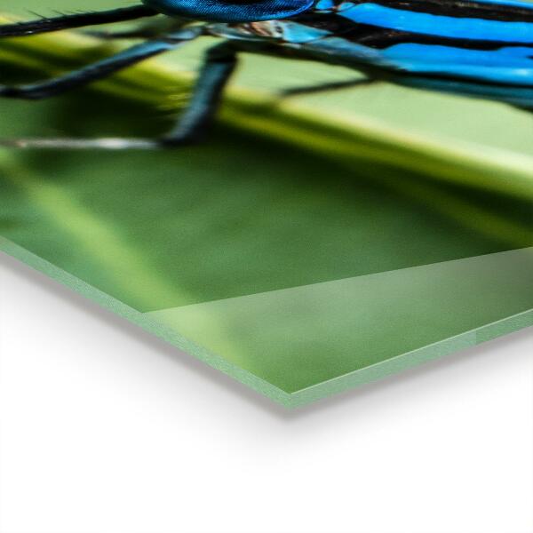 Achterwand keuken Libel op een blad