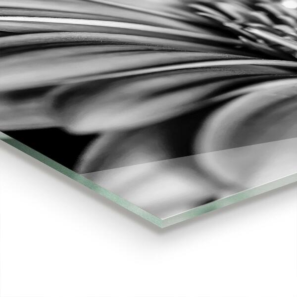 Spatplaat keuken Gerber zwart-witfoto