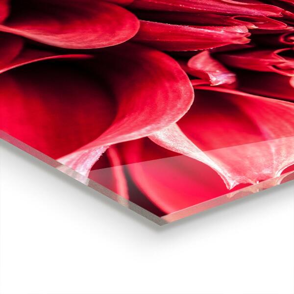 Spatplaat keuken De energetische kracht van bloemen uit de natuur