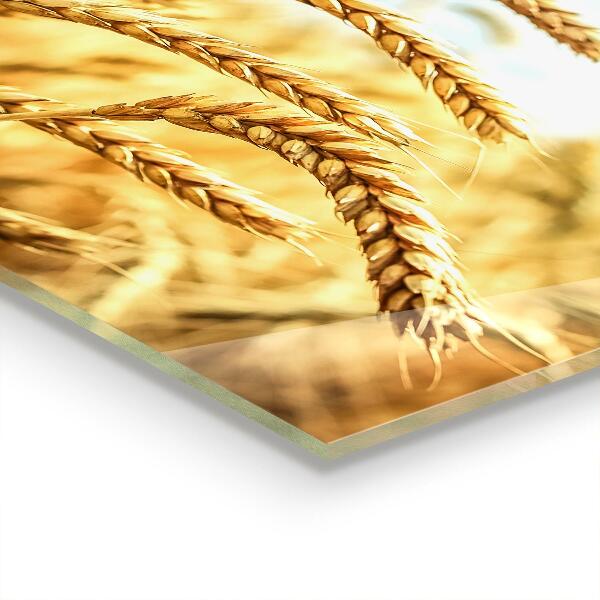 Spatscherm keuken glas Graangeschenken van Moeder Natuur