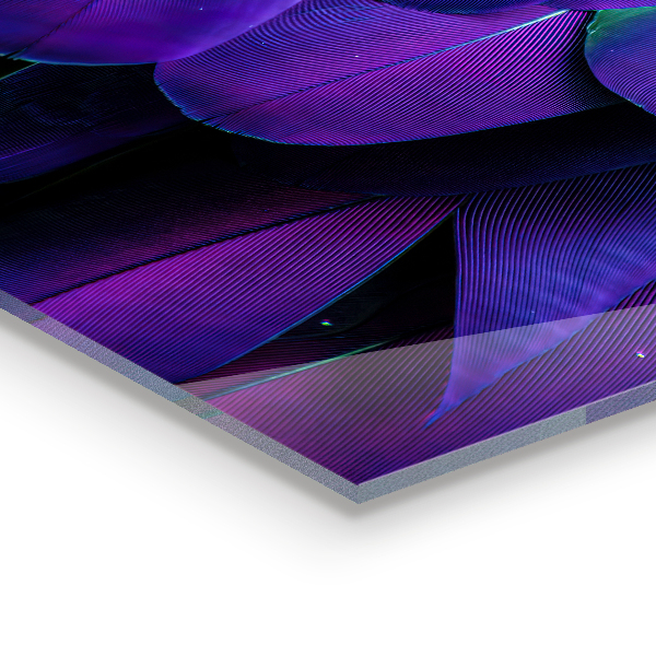 Foto achterwand keuken Exotische vogelveren