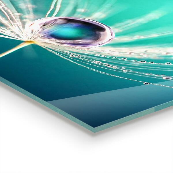 Keuken achterwand glas Paardenbloem met een dauwdruppel