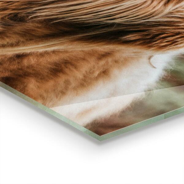 Spatscherm keuken glas Cow Highland-stijl cottage